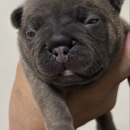 Patty - Blue fawn female French Bulldog puppy in Greenville, Texas from Lisa's French Bulldogs