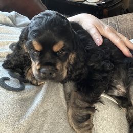 Cocker Spaniel Puppies from Cockers of Country Lane