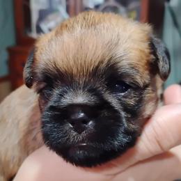 Clifford - Red male Brussels Griffon puppy in Croswell, Michigan from Pine Haven Brussels Griffons LLC