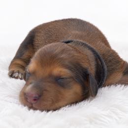 Aspen - Red male Dachshund puppy in Fredricktown, Missouri from Ivy Cream Dachshunds