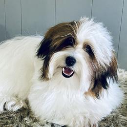 Koda - Havanese