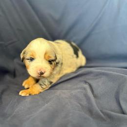 Macadamia - Blue merle female Miniature Australian Shepherd puppy in Medical Lake, Washington from MAS Gone Rogue