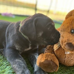Cane Corso and Lowchen Puppies from High Royal Kennel