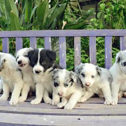 "2021 Litter" Border Collie Puppies from Ranch Girl Border Collies