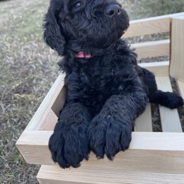 Labradoodle Puppies from Ross Farm Doodles