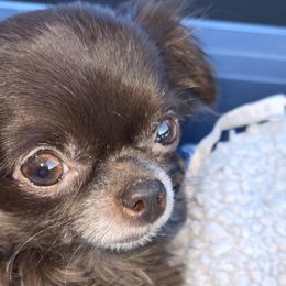 Chihuahuas from D's Darling AKC Long Hair Chihuahuas