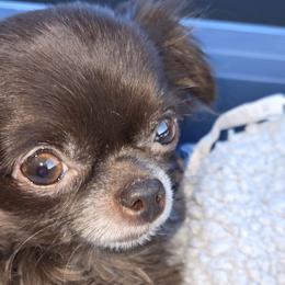 Chihuahuas from D's Darling AKC Long Hair Chihuahuas