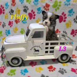 L3 - Red female Pembroke Welsh Corgi puppy in Jacksonville, Texas from ArmnalegRanch