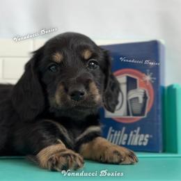 Roma - Black and cream female Dachshund puppy in Chandler, Arizona from Vonaducci Doxies, LLC.