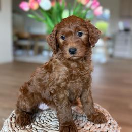 Nancy - Red  female Goldendoodle puppy in Yuciapa, California from AlltheDoodlez_