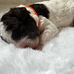 Marigold - Parti female Poodle puppy in Nixa, Missouri from Foxtrot Farm Poodles