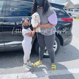 Goldendoodle and Maltese Puppies from Little Sweetheart Puppies