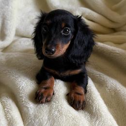Tabby-little-Abby - Black and tan female Dachshund puppy in Custer, South Dakota from Lila's Dachshunds