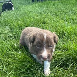Ember - White and red male Border Collie puppy in Barnstead, New Hampshire from ☘️ Clover Leaf’s Border Collies