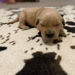 Boy 4 - Light golden Golden Retriever puppy in Lucedale, Mississippi from Goode LOVIN’ Retrievers