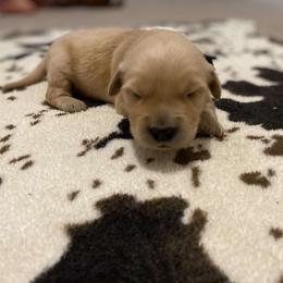 Boy 4 - Light golden Golden Retriever puppy in Lucedale, Mississippi from Goode LOVIN’ Retrievers