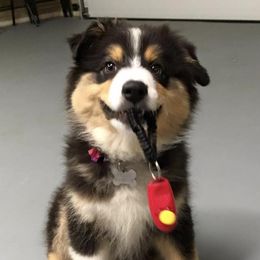 Australian Shepherd Puppies from Lightning Round Aussies