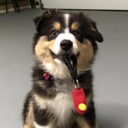 Australian Shepherd Puppies from Lightning Round Aussies