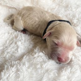 Goldendoodle Puppies from Peachy Doodles