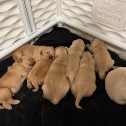 Purple - Golden female Golden Retriever puppy in Van Alstyne, Texas from Grace N Goldens