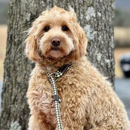 Brooklynn - Goldendoodle