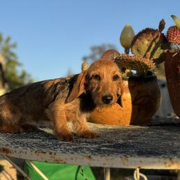 Ziggy - Sable female Dachshund puppy in Ramona, California from Royal Rose Dachshund Family