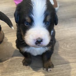Brownie - Black rust and white male Bernese Mountain Dog puppy in Rural Retreat, Virginia from Bernese Bunker