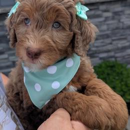 Madonna - Tri-color female Bernedoodle puppy in Sioux Falls, South Dakota from Dolly's Doodles