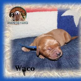 Waco - Dark golden male Golden Retriever puppy in Anson, Texas from Diamond Bar N Ranch