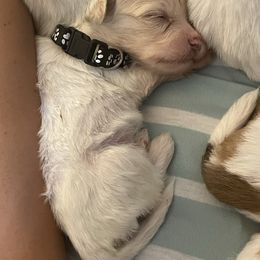 Boy 1 - White male Havanese puppy in Cochran, Georgia from Dean Supreme