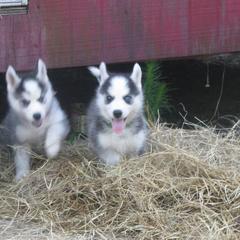 Siberian Huskies from Redneck Unlimited Kennels