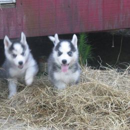 Siberian Huskies from Redneck Unlimited Kennels