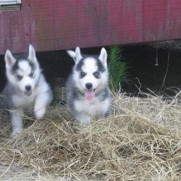 Siberian Huskies from Redneck Unlimited Kennels