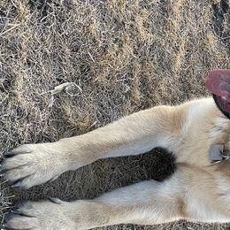 German Shepherds from Montana Made K9