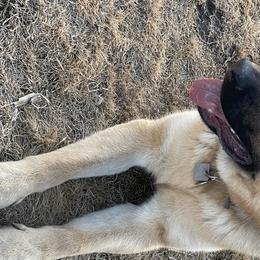 German Shepherds from Montana Made K9