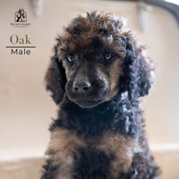 Poodle Puppies from Wilson Family Poodles