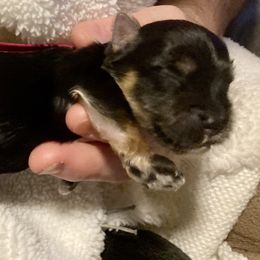 Maltipoo, Morkie, and Yorkipoo Puppies from Danza Bolo