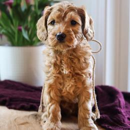 Cedar - Red male Australian Labradoodle puppy in Castlewood, Virginia from Clinch River Labradoodles