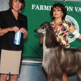 Afghan Hounds and Havanese from Dragonfly Kennels