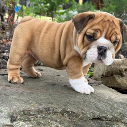 Harriet - Red and white female Bulldog puppy in Bradleyville, Missouri from HurstBulldogs