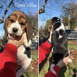 DOTTIES BLUE COLLAR - Black red and white male Beagle puppy in Brownsville, Oregon from Beagles on the Run