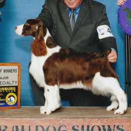 Savvy - English Springer Spaniel