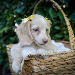 Aspen - Cream female Dachshund puppy in Temecula, California from Naomi Magee's Dachshund Kennel