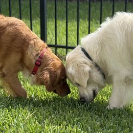 Golden Retrievers from Barrier Island Goldens