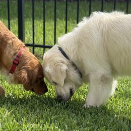 Golden Retrievers from Barrier Island Goldens