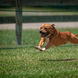 Staffordshire Bull Terrier All Grown Up from Empire Kennel Staffords