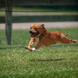 Staffordshire Bull Terrier All Grown Up from Empire Kennel Staffords