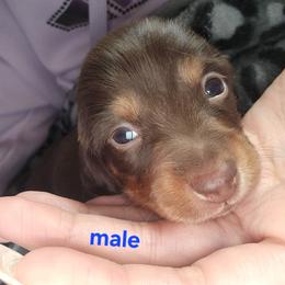 Caramello - Chocolate and tan male Dachshund puppy in Sturtevant, Wisconsin from Nicole Rios
