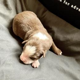 Diamond - Red tri male Miniature Australian Shepherd puppy in Priest River, Washington from Offgrid Aussies