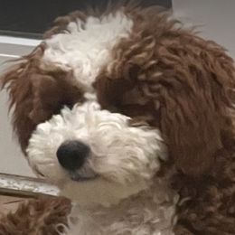 Goldendoodles and Sheepadoodles from Mossy Doodles LLC